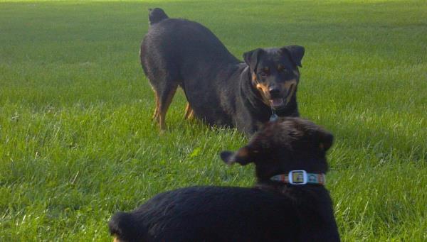 /Images/uploads/MidAmerica Rottweiler Rescue/adoptarottphotocontest/entries/10313thumb.jpg